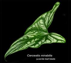 Image result for Cercestis congensis