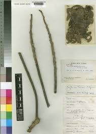 Image result for Erythrina madagascariensis