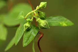 Image result for Raphionacme lanceolata