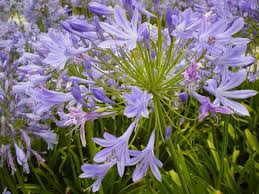 Image result for Agapanthus praecox