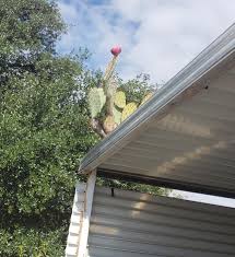 If your event is postponed or rescheduled, rest assured that your ticket will be honored on the new date of the event. Cactus Growing On My Carport Roof Mildlyinteresting