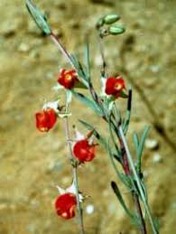 Image result for Hermannia eenii