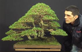 Ponderosa, white pines, and jack or. Care Guide For Pine Bonsai Species Pinus Bonsai Empire