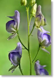 Image result for Allophylus fulvotomentosus