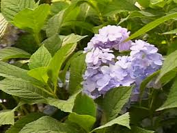 Maybe you would like to learn more about one of these? Popular Shrubs Diy