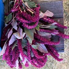Image result for Amaranthus thunbergii