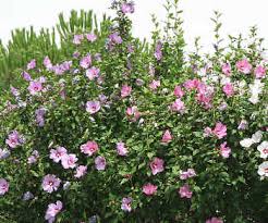 Le mois de mars est idéal pour tailler les arbustes à floraison estivale comme l'hibiscus des jardins tailler l'hibiscus des jardins. Hibiscus Syriacus Plantation Taille Est Conseils D Entretien