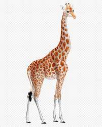 Baby Giraffe Png Giraffe Png 2400 3000 Png Download Free Transparent Background Baby Giraffe Png Png Download Giraffe Baby Giraffe Giraffe Drawing