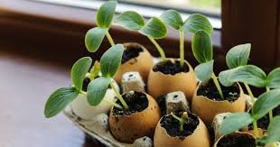 Nous n'avons pas de cadeau pour papa, on peut. 10 Choses Insolites A Faire Avec Des Coquilles D Oeuf Recette 1 Cuisine Az