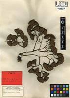 Image result for Cordia millenii