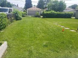How to dethatch a lawn. What Is The Best Time To Dethatch Your Lawn Eden