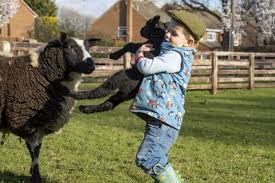 Three-year-old Oliver springs into action to deliver lambs