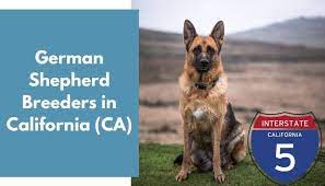 It's also free to list your available puppies and litters on our site. 35 German Shepherd Breeders In California Ca German Shepherd Puppies For Sale Animalfate