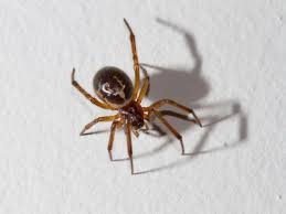 Should i step on all of them since they could kill my dogs or cats? Venomous Spider Attacks Dog In Killiney A Week After Owner Was Bitten At Exact Same Spot While On Walk Dublin Live