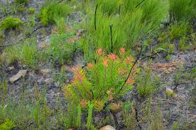 Image result for Senecio milanjianus