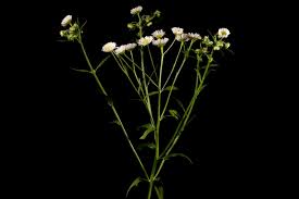 Image result for Erigeron steudelii