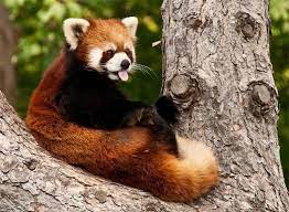 35 Extremely Cute Red Panda Photography That Will Make You Go Awe Naldz Graphics Red Panda Cute Animals Animals