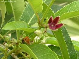 Image result for Apocynaceae subfamily Periplocoideae