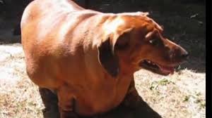 And while any breed can get fat, some breeds are predisposed to putting on extra pounds. Fat Dogs Youtube
