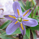 Image result for Xerophyta humilis