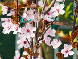 Image result for mandloň trojlaločná