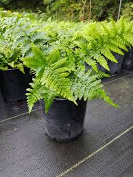 Image result for Dryopteris antarctica