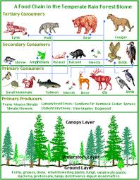 Temperate Rainforest Food Chain Rainforest Food Chain Food Web Rainforest Food Web