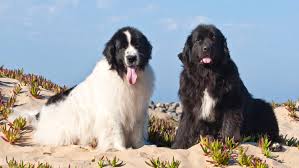 However, landseer puppies have the distinct black and white coloring. Newfoundland Full Profile History And Care