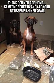 My Faves This Week Funny Animal Pictures Funny Dogs Funny Animals