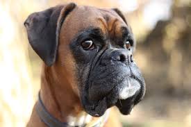 Der boxer ist ein stämmiger und doch sehr beweglicher hund mit einer langen geschichte. Boxer Hund Kostenloses Foto Auf Pixabay