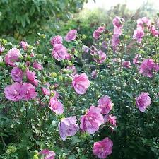 Image result for Hibiscus syriacus ´Pink Chiffon