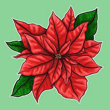 Poinsettia December Birth Flower December Birth Flower Birth Flower Tattoos Birth Flowers