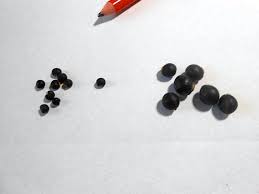 Image result for Psophocarpus lancifolius