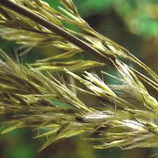 Image result for Agrostis epigejos
