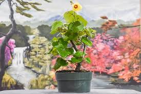 Image result for Hibiscus seineri