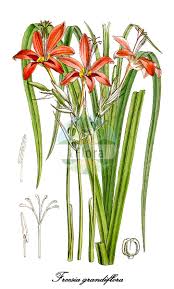 Image result for Afrosolen coeruleus