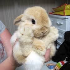 Big Fluffy Feet Cute Baby Animals Cute Animals Cute Bunny