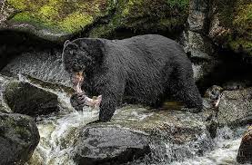 Black Bear Eating Salmon Black Bear Bear Salmon Run