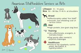 American Staffordshire Terrier Behavior Goldenacresdogs Com