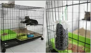 Lakukan pijatan perlahan pada perut kucing. Tips Kurangkan Bau Busuk Najis Kucing Dalam Rumah Rupanya Boleh Guna Arang Je