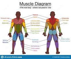 Our muscle chart & diagram below lists the scientific name for each. Diagram Of Body Muscles And Names Major Muscles Of The Body With Their Common Names And Studying These Is An Ideal First Step Before Moving Onto The More Advanced