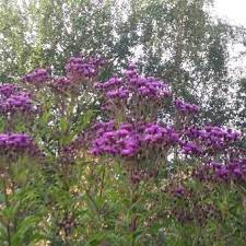 Vernonia is a genus of about 350 species of forbs and shrubs in the family asteraceae. Vernonia Crinita