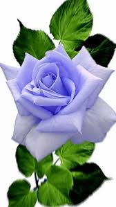 Rosas azul | Flores exóticas, Rosas, Rosas bonitas