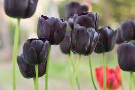 Get it as soon as thu, jun 3. 11 Gorgeous Black Flowers To Add To Your Garden