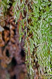 Image result for Hymenophyllum triangulare