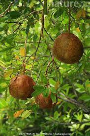 Image result for Xylocarpus