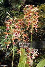 Image result for Phaius