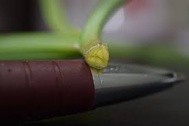 Image result for Kyllinga chrysantha