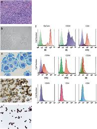 Morphology and origin of the IU-TAB-1 cell line are shown in (a)... |  Download Scientific Diagram