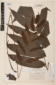 Image result for Xylopia wilwerthii